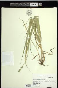 Carex sparganioides image