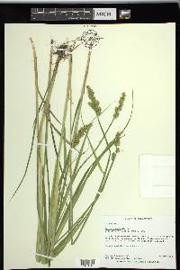 Carex stipata var. stipata image