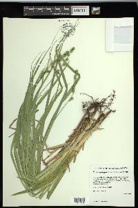 Carex sparganioides image