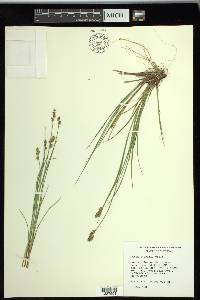 Carex sterilis image