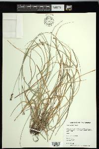 Carex spicata image