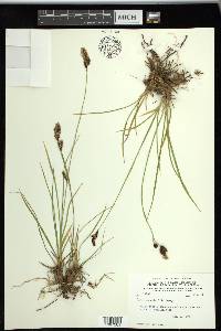 Carex spectabilis image