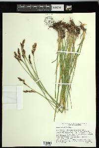 Carex spectabilis image