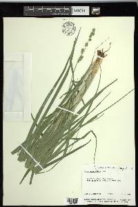 Carex sparganioides image