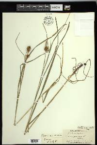 Carex squarrosa image