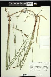 Carex striata image