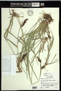 Carex spectabilis image