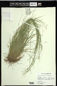 Carex socialis image