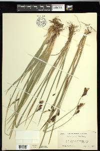 Carex spectabilis image