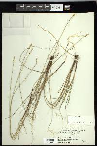 Carex sterilis image