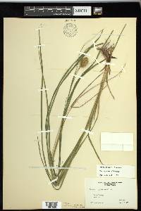 Carex squarrosa image