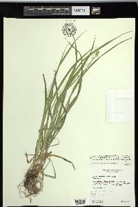 Carex sparganioides image