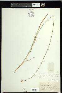 Carex stenoptila image