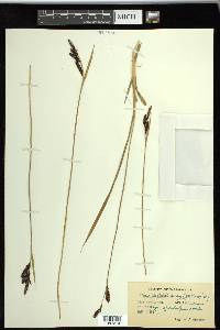 Carex spectabilis image