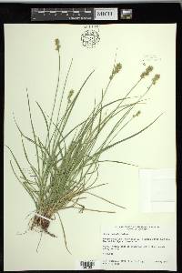 Carex spicata image