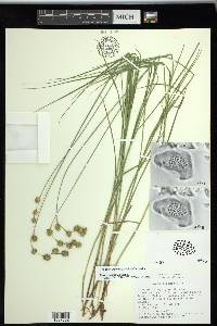 Carex straminea image