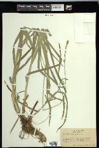 Carex sparganioides image