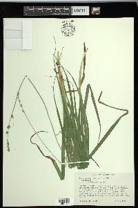 Carex sparganioides image