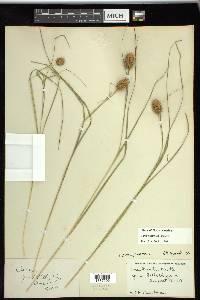 Carex squarrosa image