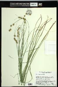 Carex straminea image