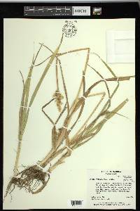 Carex stipata var. maxima image