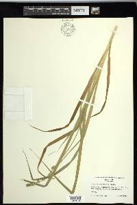 Carex sparganioides image