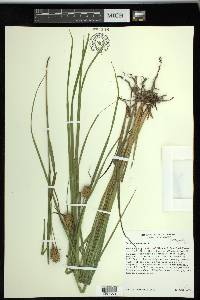 Carex squarrosa image