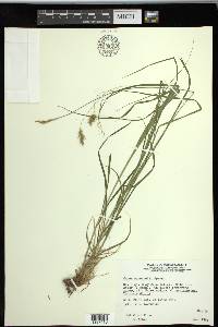 Carex sprengelii image