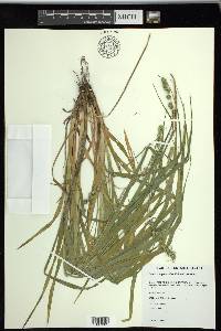 Carex sparganioides image