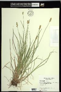 Carex spicata image