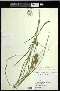 Carex squarrosa image