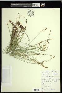 Carex sterilis image