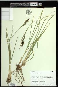 Carex spectabilis image