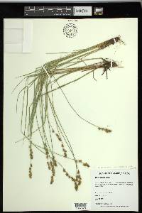 Carex sterilis image