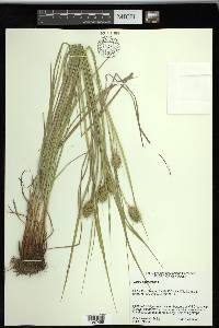 Carex squarrosa image