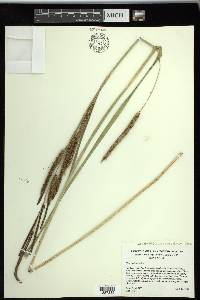Carex spissa image