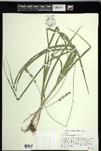 Carex sparganioides image