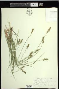 Carex spicata image