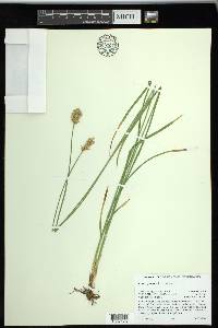 Carex specifica image