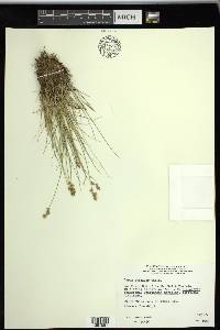 Carex sterilis image