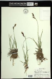 Carex spectabilis image