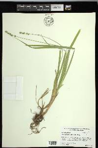 Carex sparganioides image