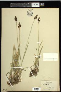 Carex spectabilis image