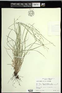 Carex socialis image