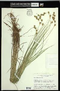 Carex straminea image