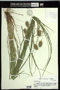 Carex squarrosa image