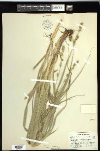 Carex sparganioides image