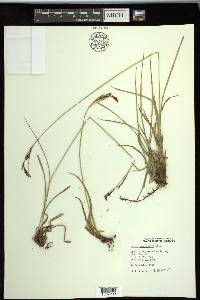 Carex spectabilis image