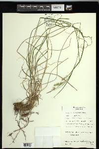 Carex sprengelii image