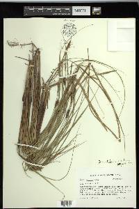 Carex striata image